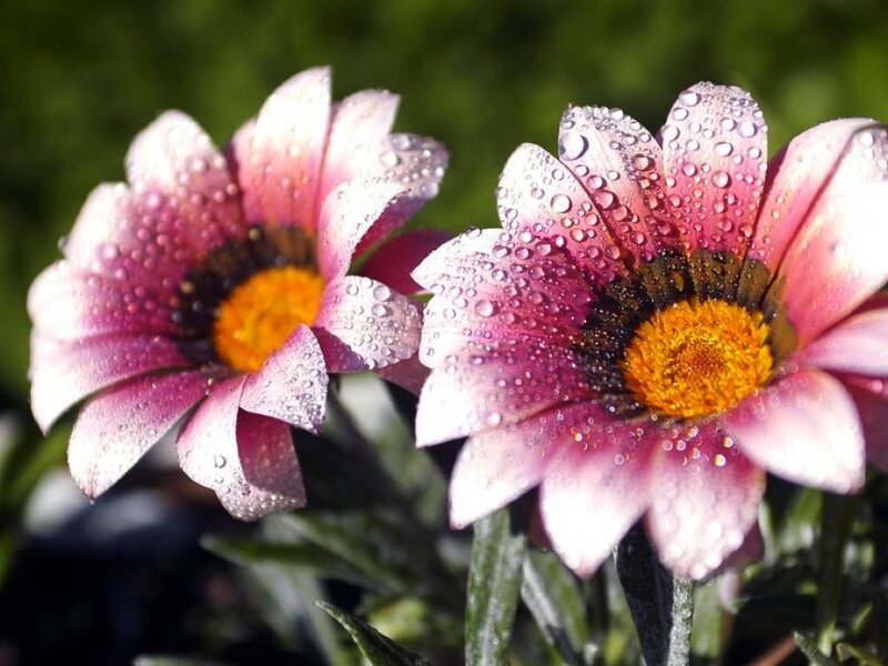 Pink Daisies with Water Droplets — Serene, Morning
