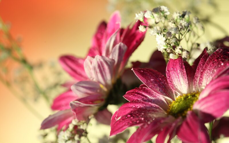 Pink Daisies with Water Droplets — Serene, Sunset
