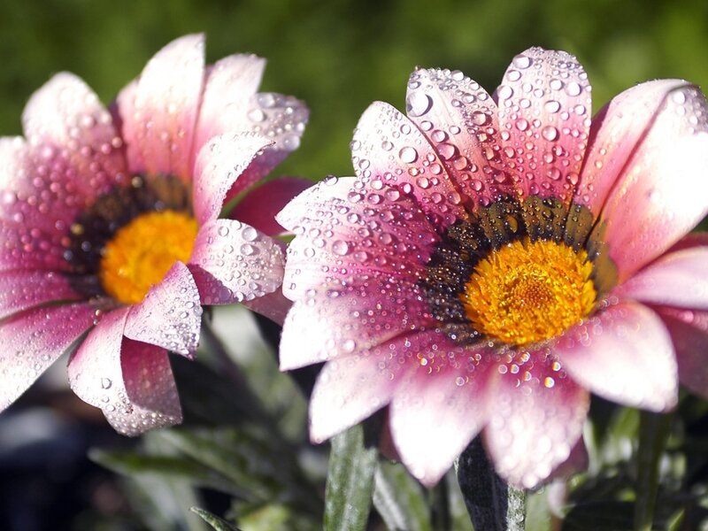 Pink Daisies with Water Droplets — Serene