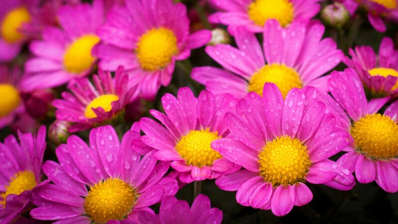Pink Daisies with Water Droplets — Vibrant, Morning
