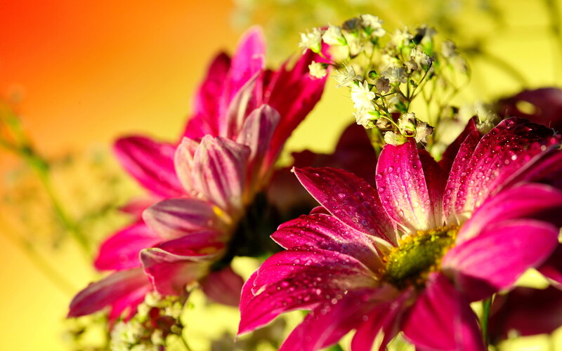 Pink Daisies with Water Droplets — Vibrant