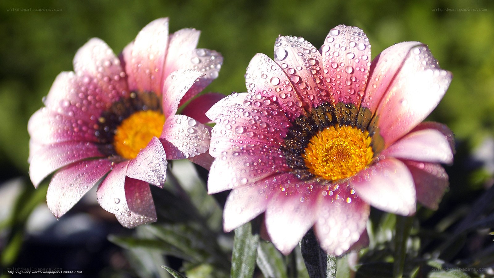 Pink daisies with water droplets