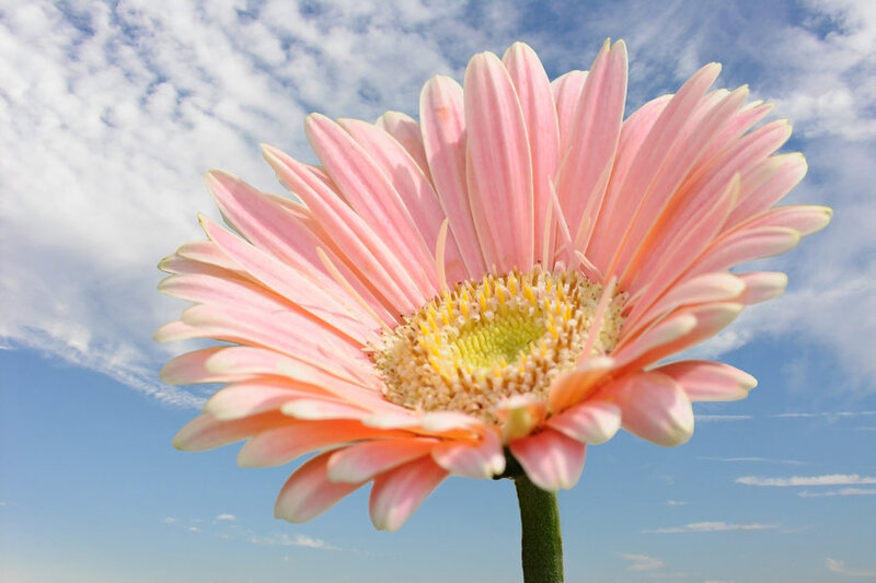 Pink daisy against blue sky