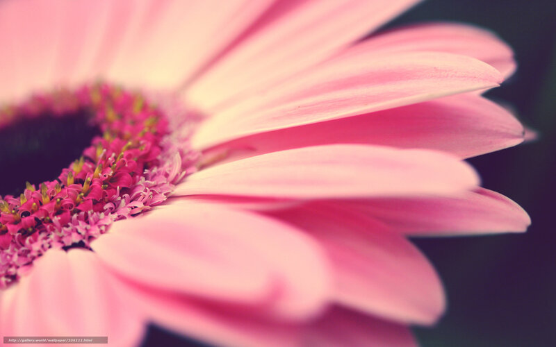 Pink daisy close-up
