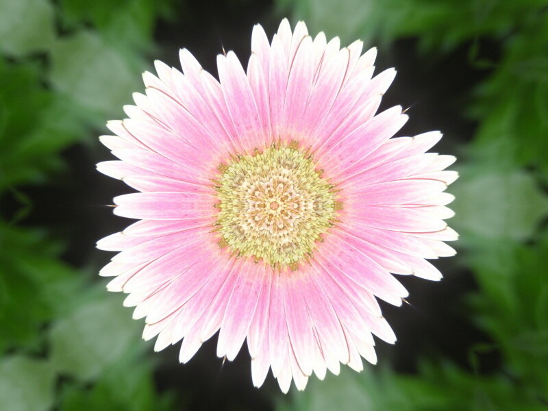 pink daisy flower