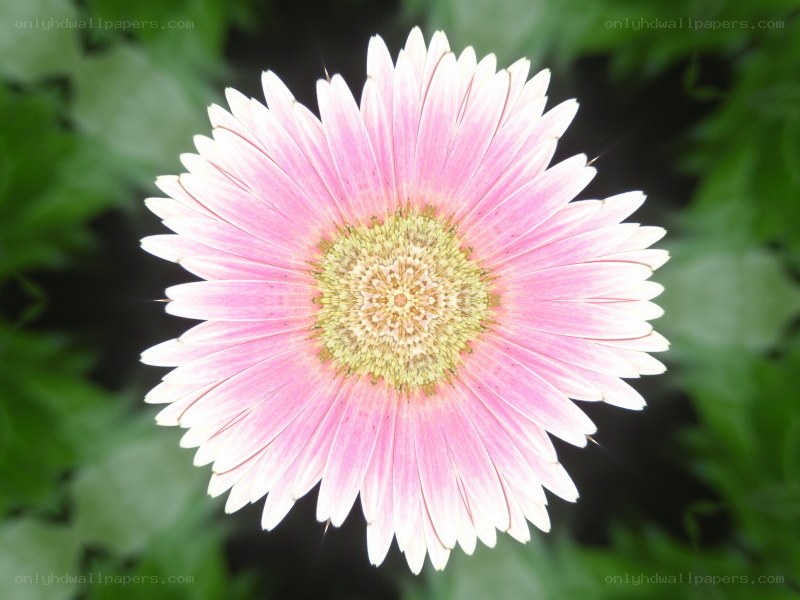 pink daisy flower