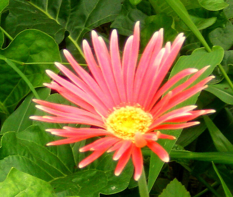 pink daisy flower