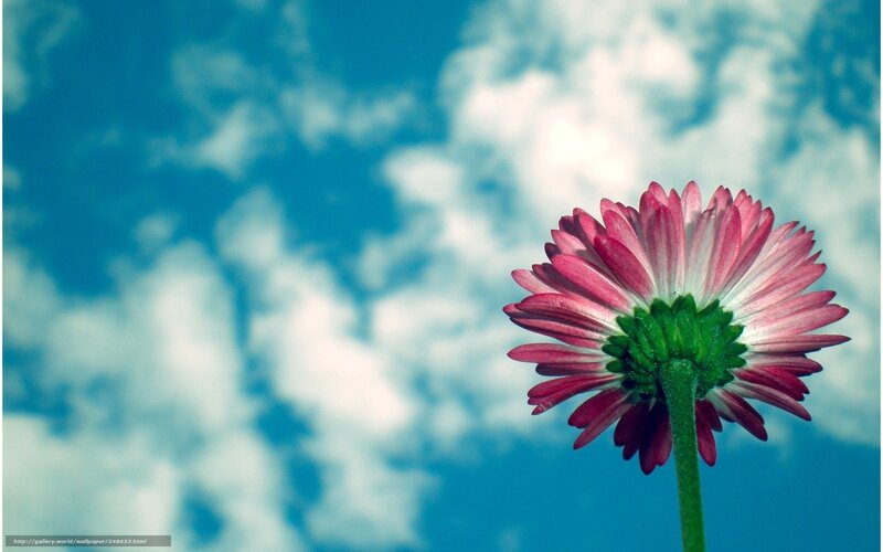 Pink Daisy Flower — Blue, Serene