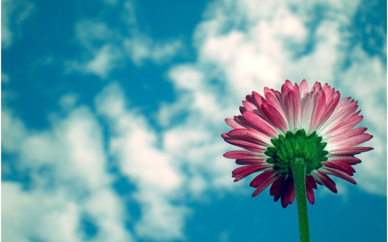 Pink Daisy Flower — Blue