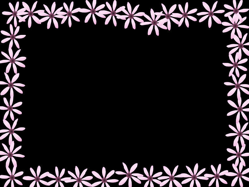pink daisy flower border