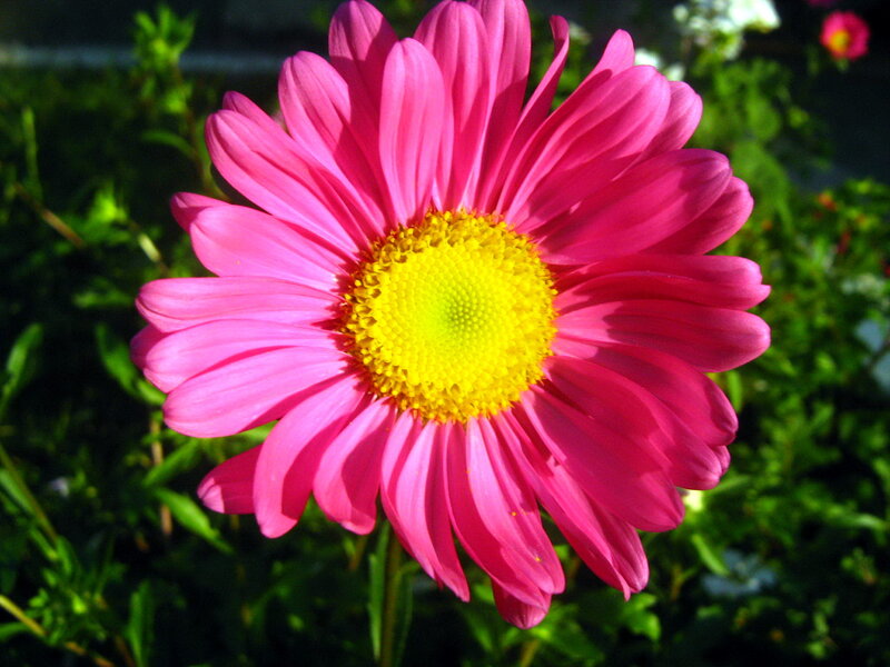 Pink Daisy Flower — Bright, Afternoon, Photograph