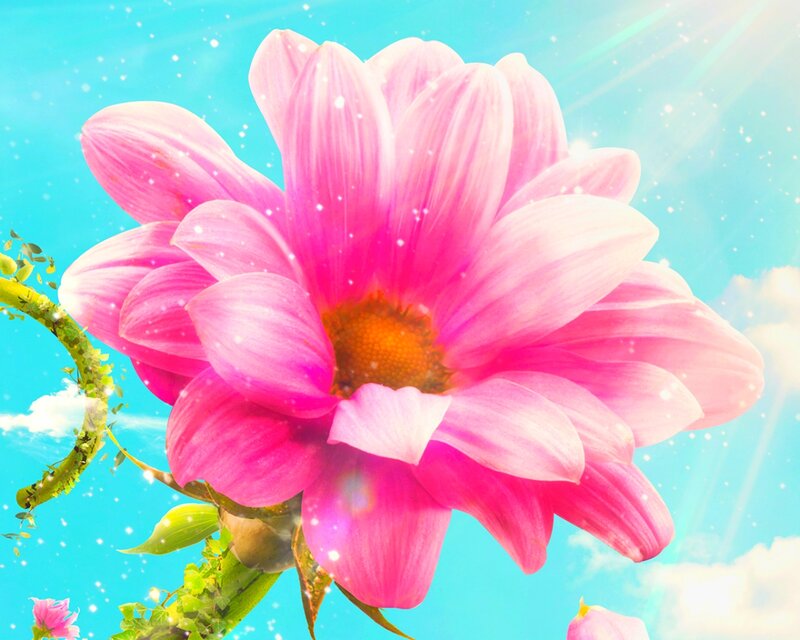 Pink Daisy Flower — Bright, Afternoon