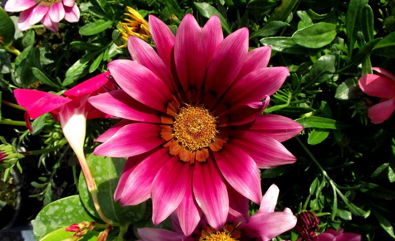 Pink Daisy Flower — Bright
