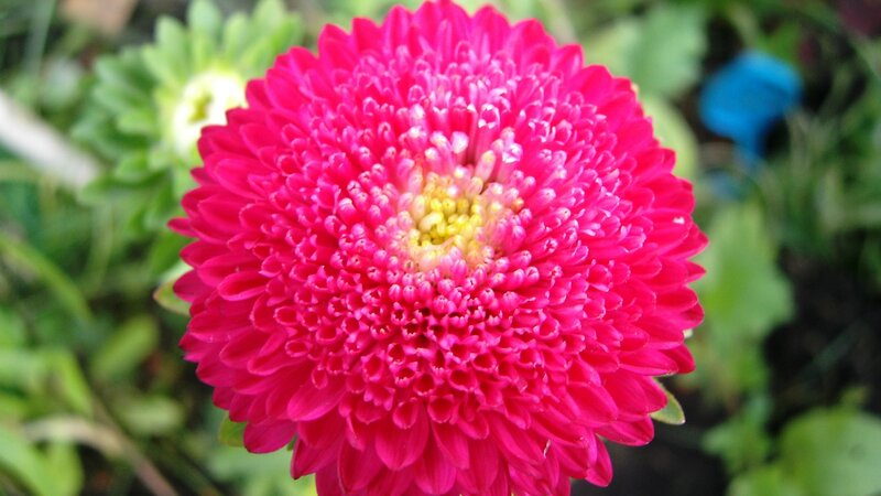 Pink Daisy Flower — Calm, Afternoon, Photograph, Green Leaves, Blue Object