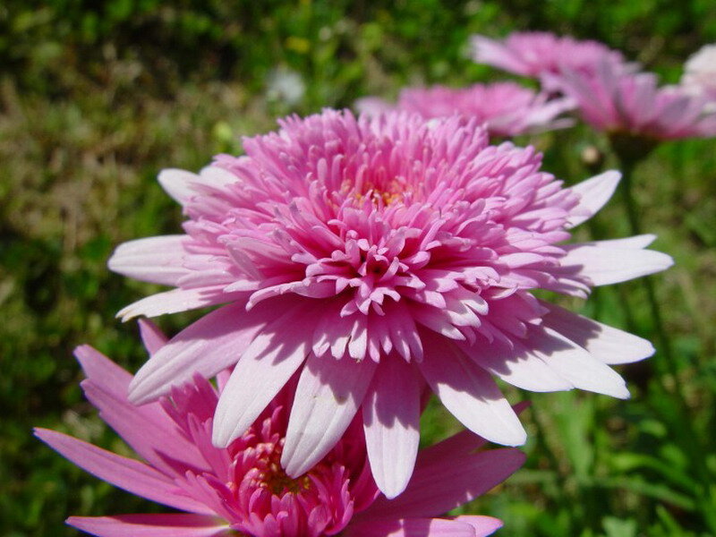 Pink Daisy Flower — Calm, Afternoon, Photograph, Greenery