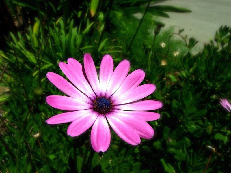 Pink Daisy Flower — Calm, Afternoon, Photograph
