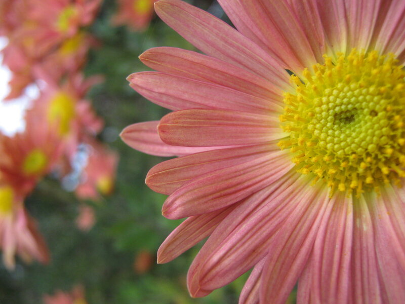 Pink Daisy Flower — Calm, Afternoon, Photograph, Yellow Center