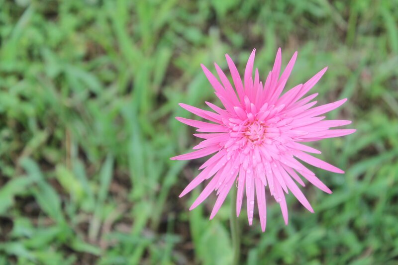 Pink Daisy Flower — Calm, Morning