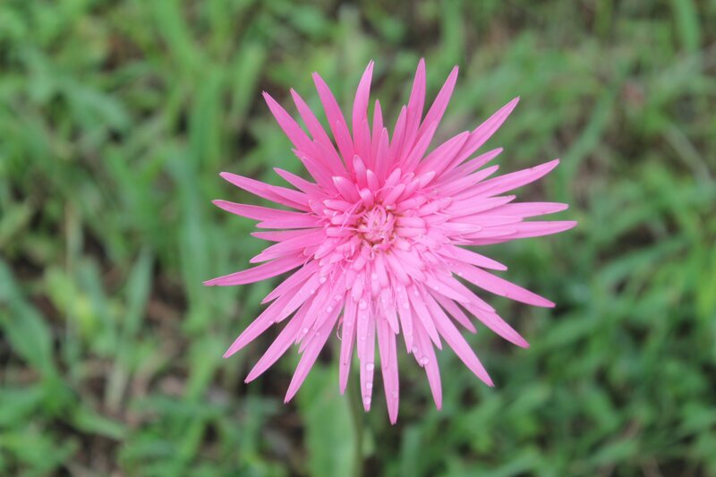 Pink Daisy Flower — Calm, Photograph, Grass
