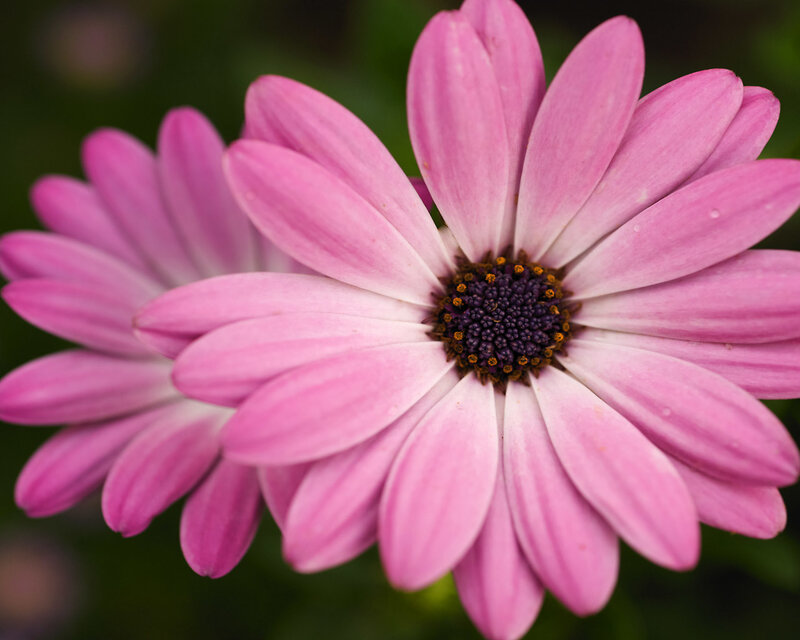 Pink Daisy Flower — Calm, Photograph, Petals