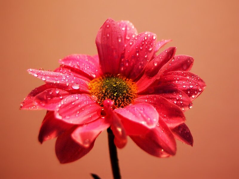 Pink Daisy Flower — Calm, Photograph, Petals, Water Droplets
