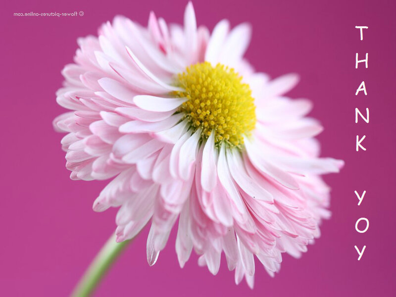 Pink Daisy Flower — Calm, Photograph, Stem, Text