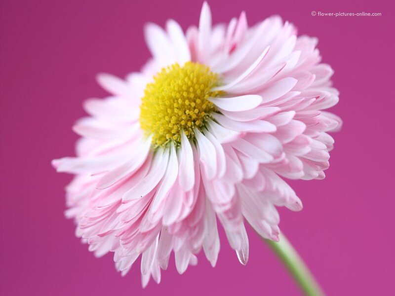 Pink Daisy Flower — Calm, Photograph, Stem