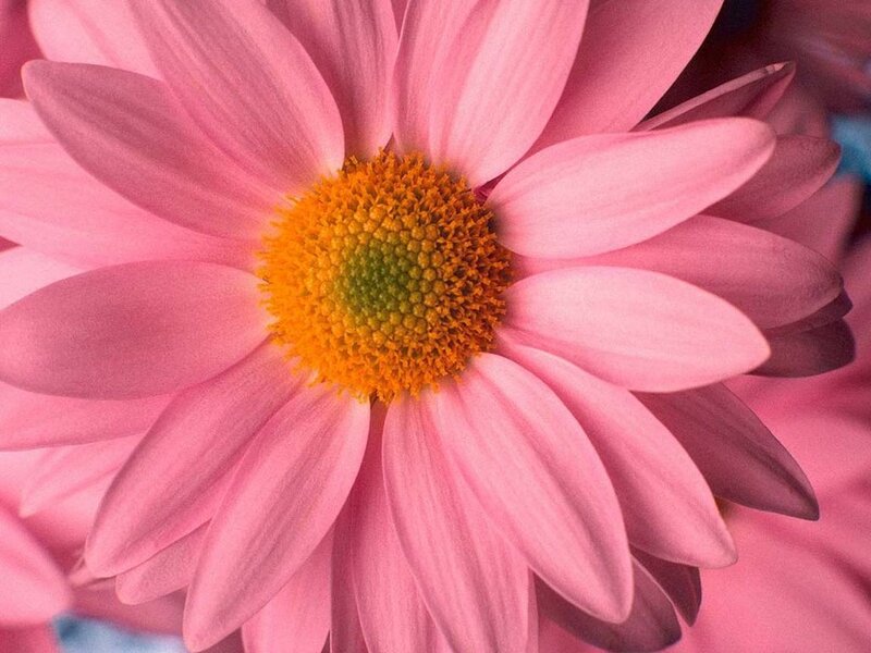 Pink Daisy Flower — Calm, Photograph