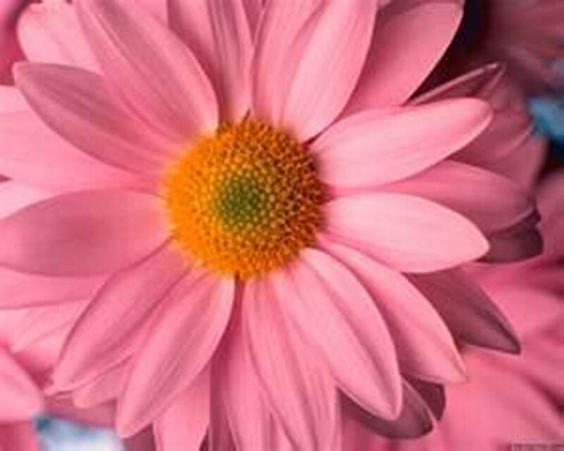 Pink Daisy Flower — Calm, Photograph, Yellow Center, Petals