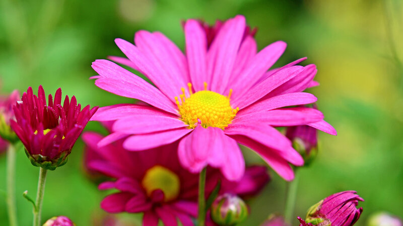 Pink Daisy Flower — Calm, Spring, Photograph, Green Leaves, Flower Buds