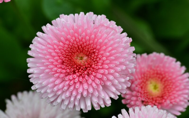 Pink Daisy Flower — Calm, Spring, Photograph, Green Leaves