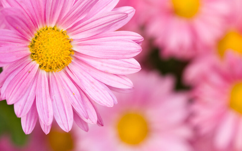 Pink Daisy Flower — Calm, Spring, Photograph