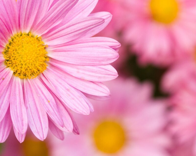 Pink Daisy Flower — Calm, Spring