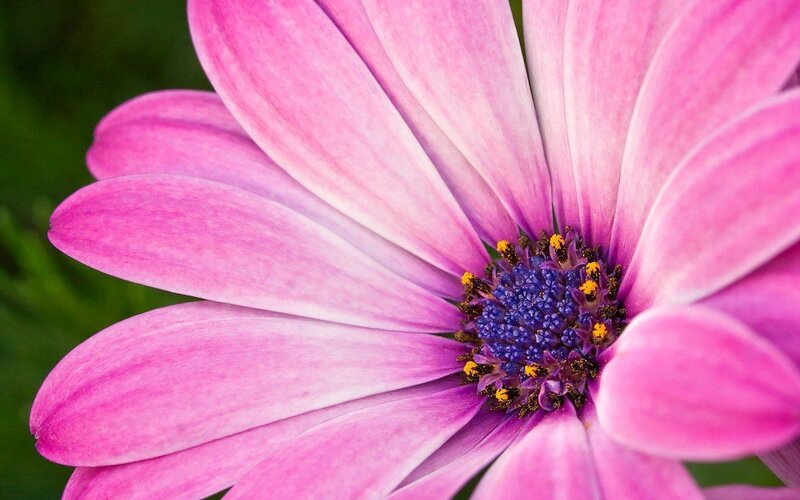 Pink Daisy Flower — Calm
