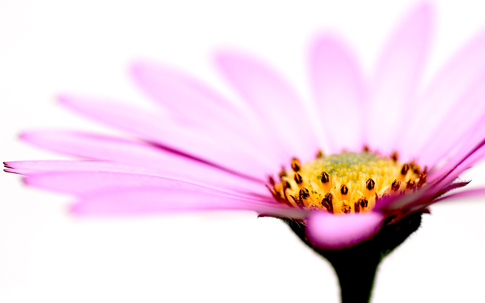 Pink daisy flower close-up
