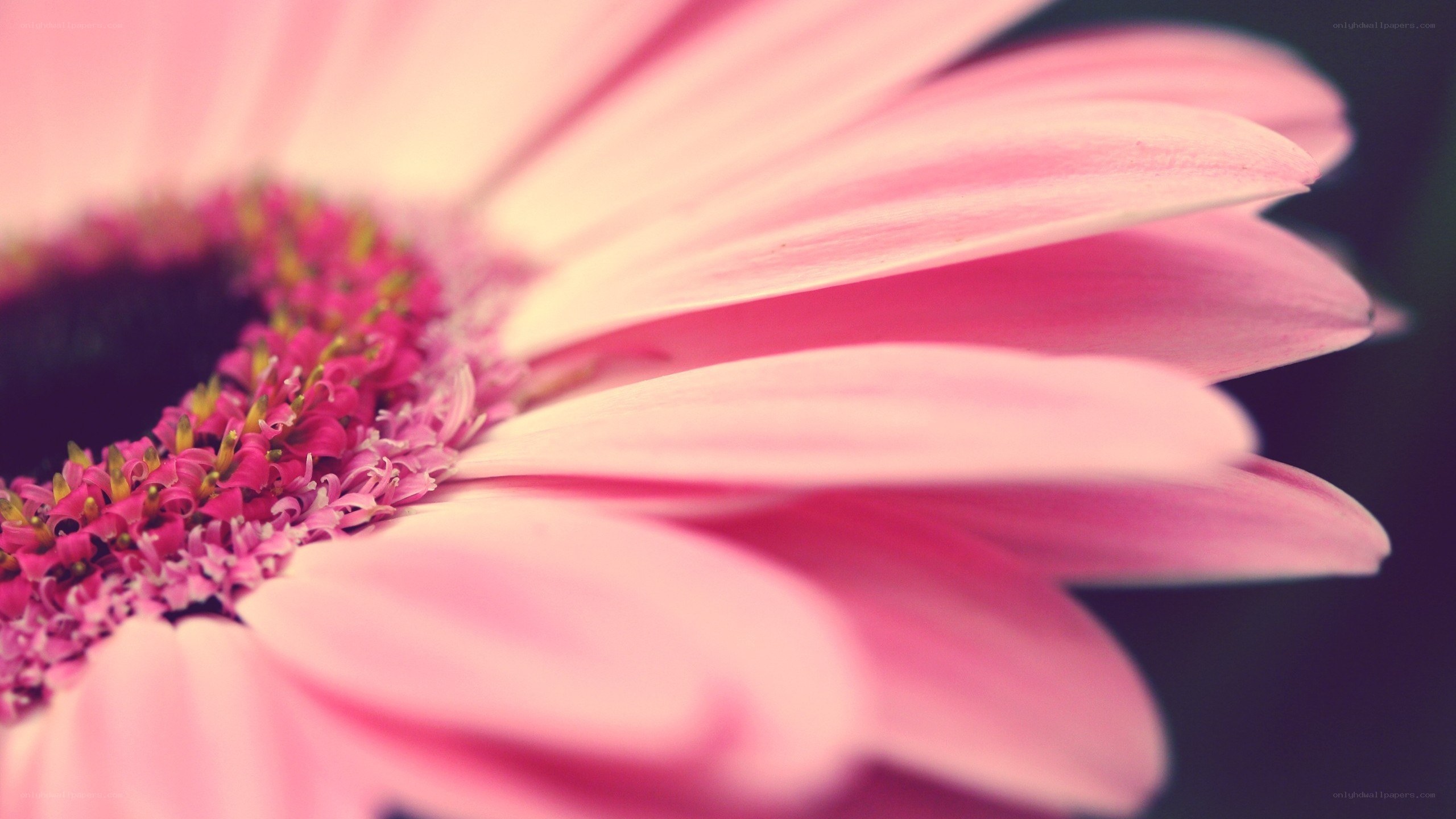 pink daisy flower close-up