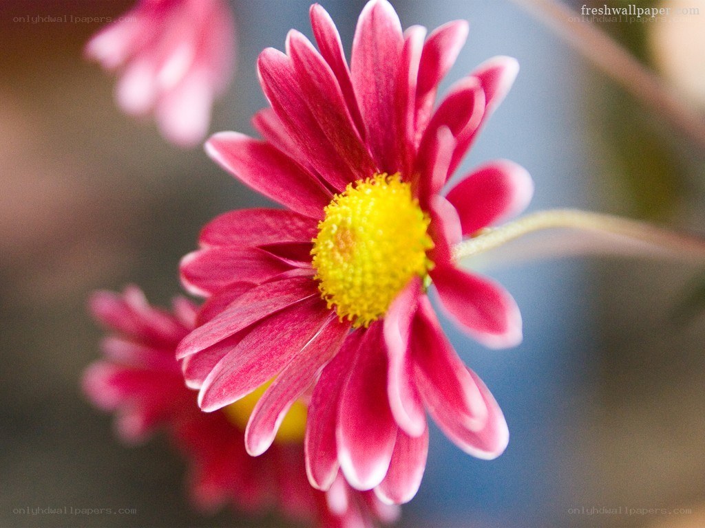 pink daisy flower close-up