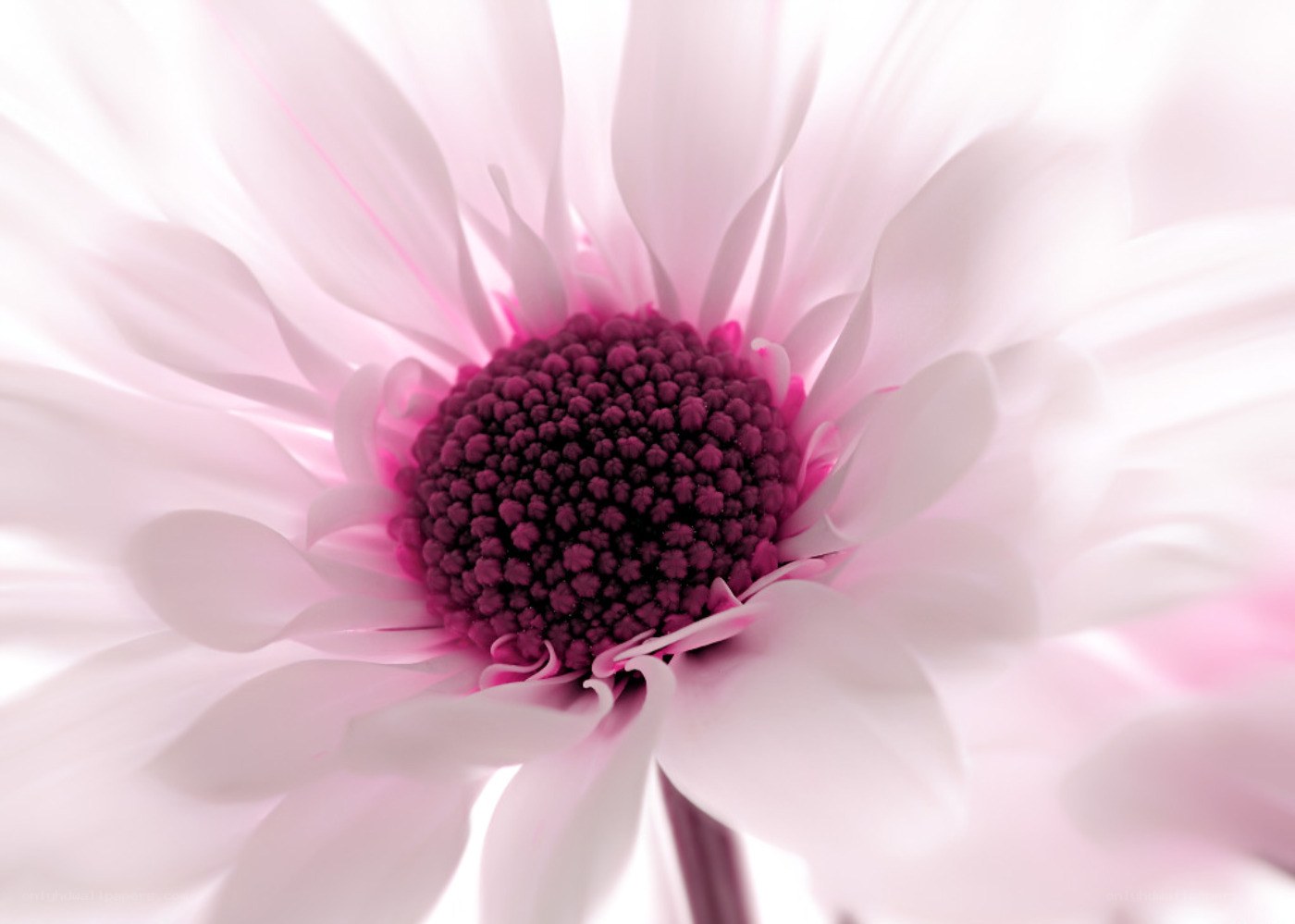 pink daisy flower close-up