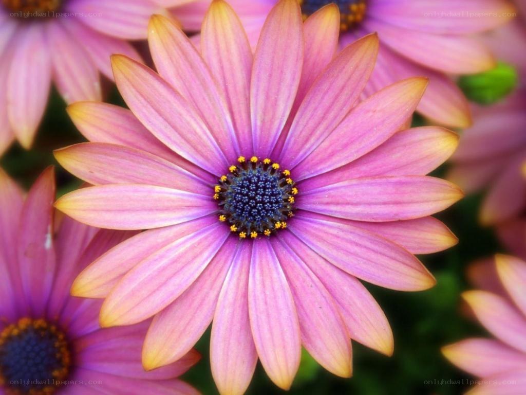 Pink daisy flower close-up