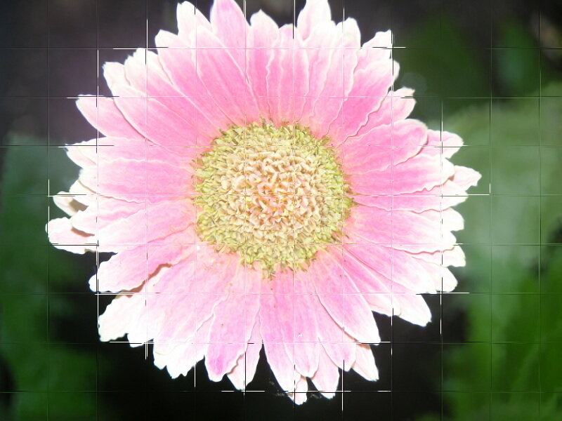 Pink daisy flower close-up
