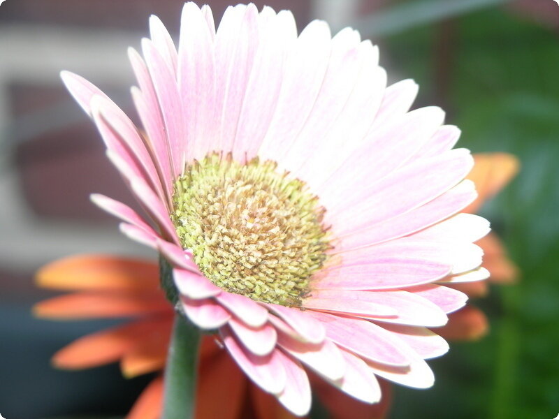 pink daisy flower close-up