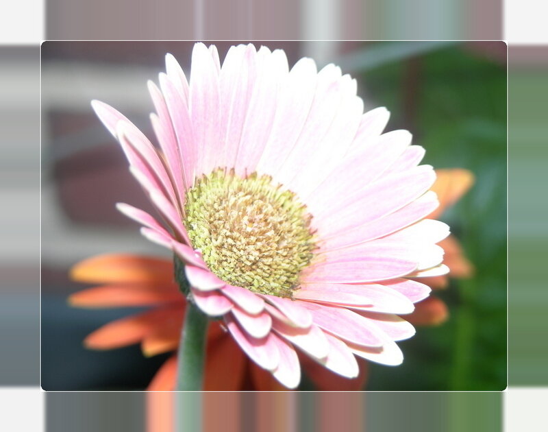 Pink daisy flower close-up