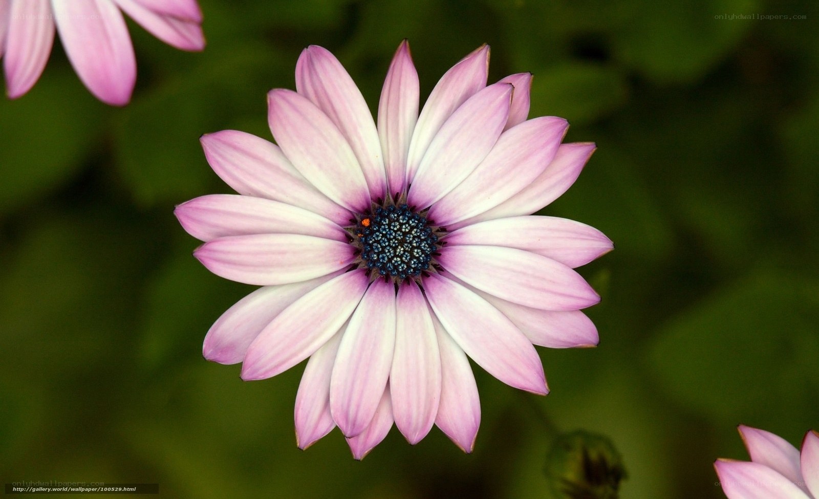 Pink daisy flower close-up