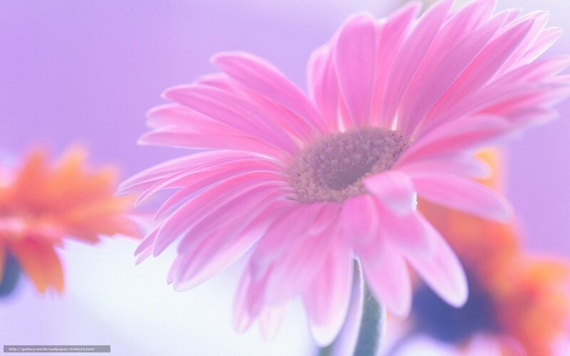 Pink daisy flower close-up