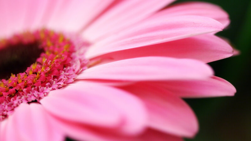 Pink daisy flower close-up