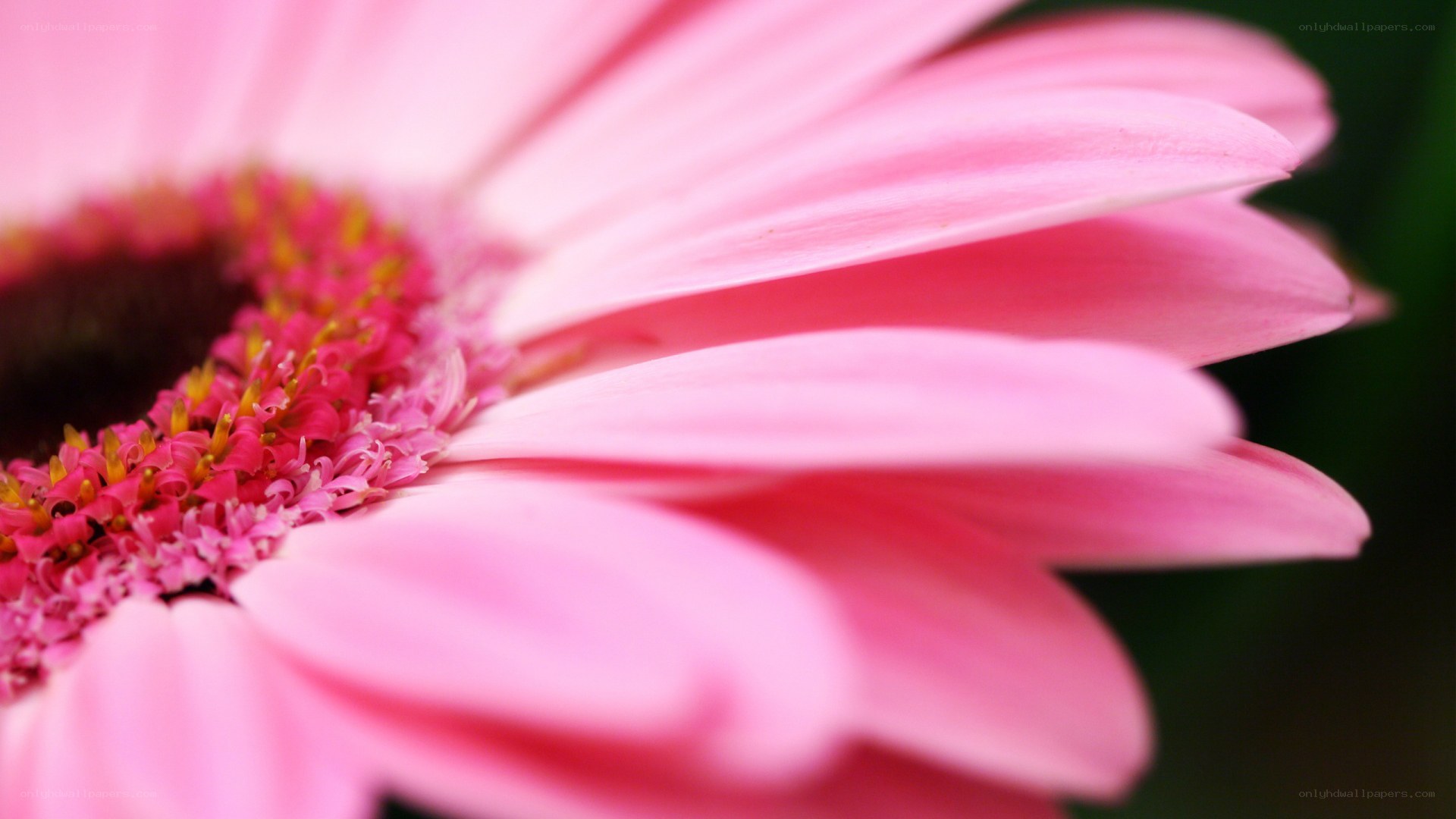 Pink daisy flower close-up
