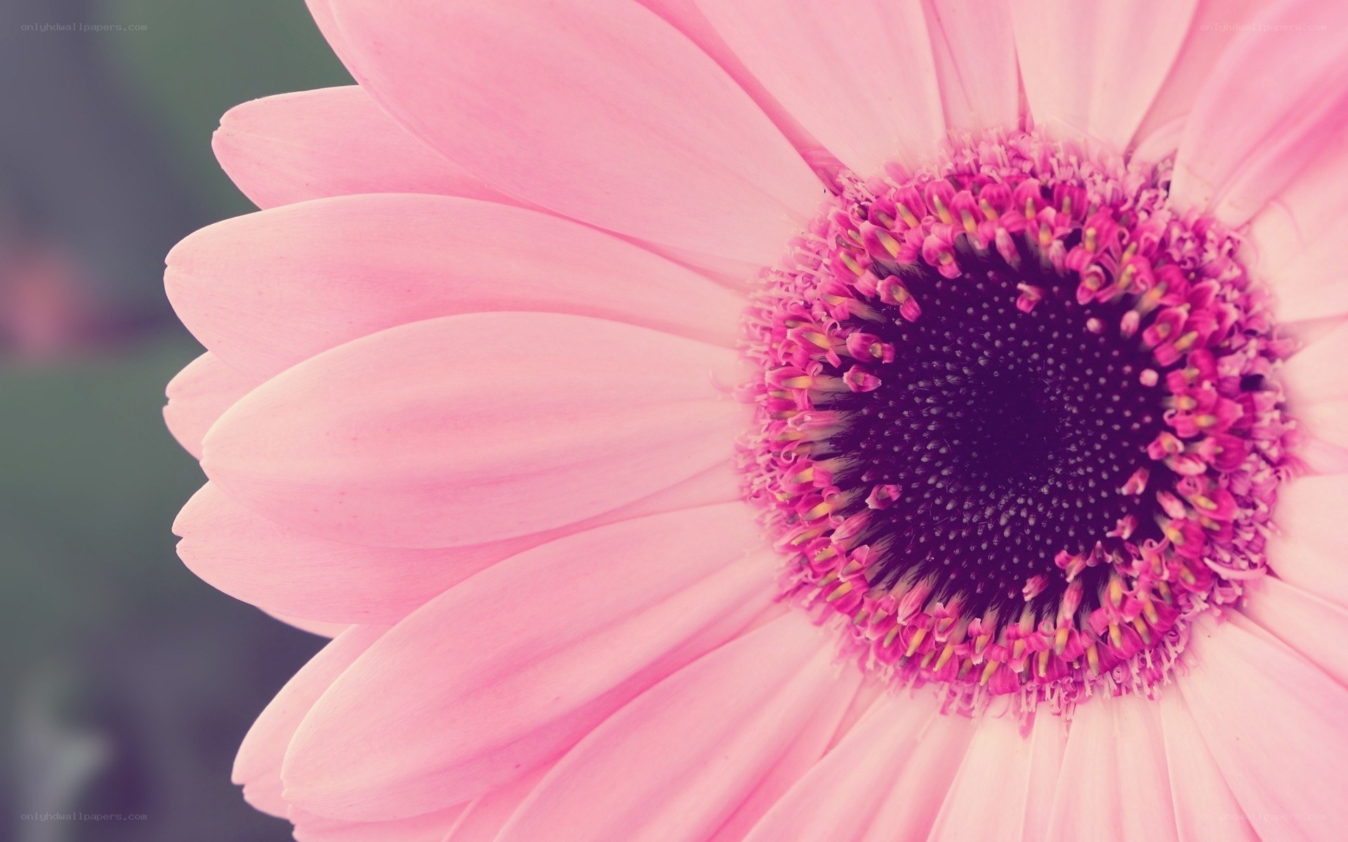 pink daisy flower close-up