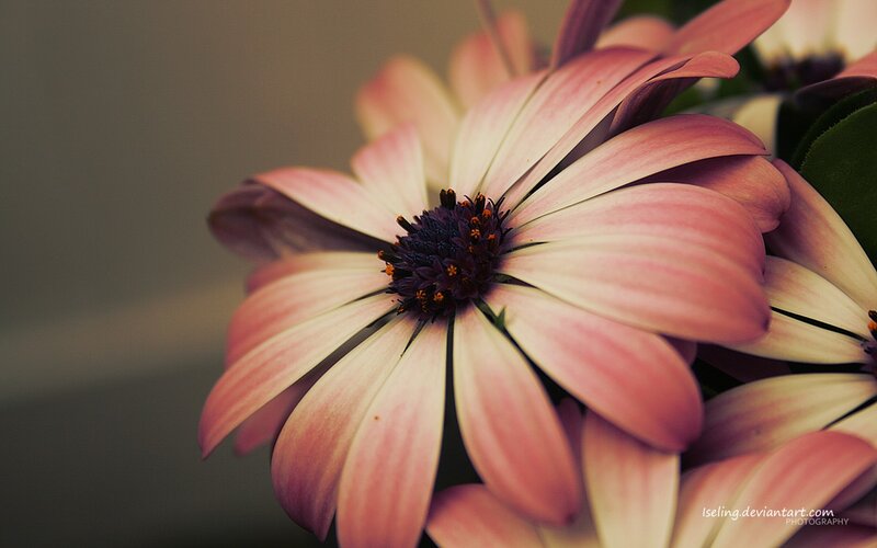 Pink daisy flower close-up