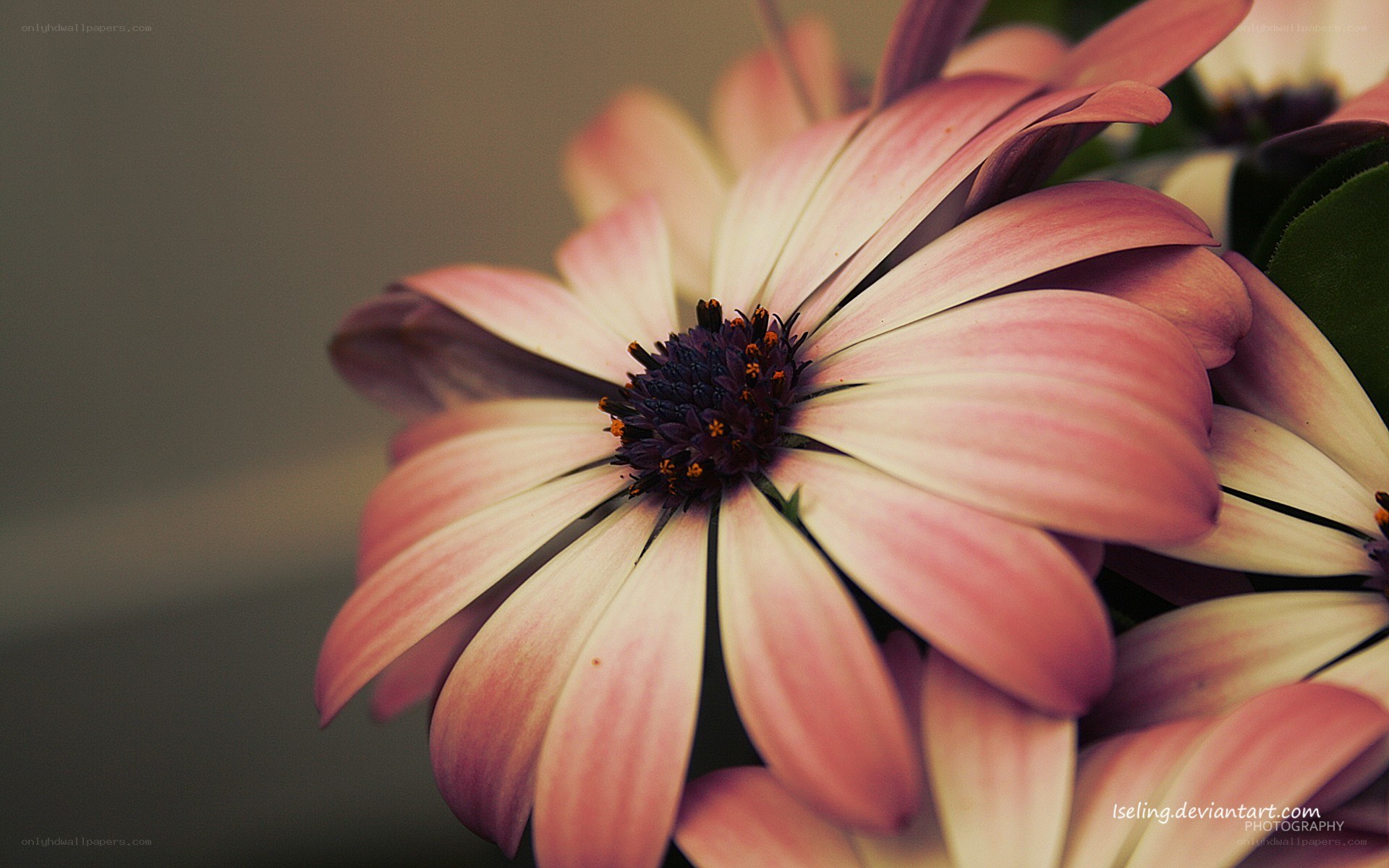 Pink daisy flower close-up