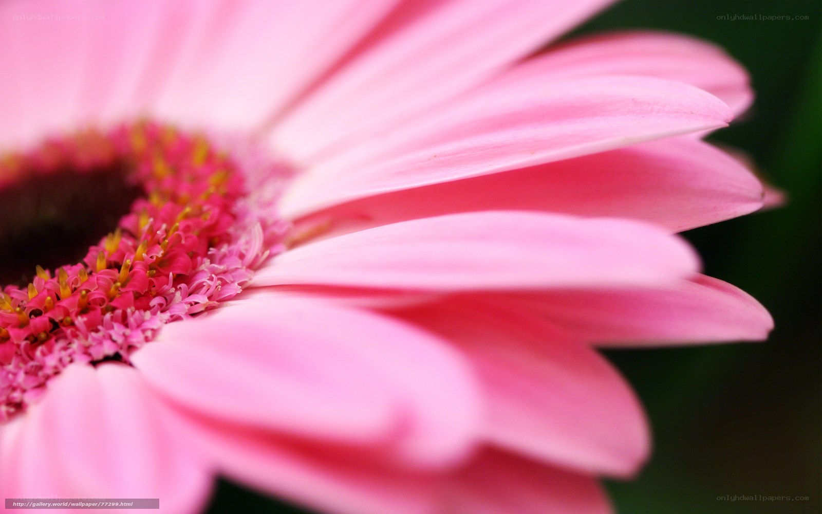 Pink daisy flower close-up